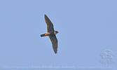 Fledermausfalke, CAYAYA BIRDING Touren in Los Tarrales