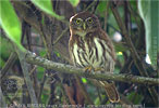 Brasilzwergkauz, CAYAYA BIRDING Touren in Los Tarrales