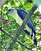 Cayenneweih, CAYAYA BIRDING Touren in Los Tarrales