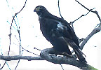 junger Cayenneweih, CAYAYA BIRDING Touren in Los Tarrales