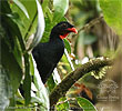 Schluchtenguan, CAYAYA BIRDING Touren in Los Tarrales