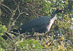 Zapfenguan, CAYAYA BIRDING Touren in Los Tarrales