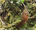 Strichelbaumsteiger, CAYAYA BIRDING Touren in Los Tarrales