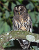 Sprenkelkauz, CAYAYA BIRDING Touren in Los Tarrales