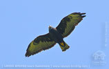 Kurzschwanzbussard, CAYAYA BIRDING Touren in Los Tarrales