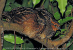 Singwachtel, CAYAYA BIRDING Touren in Los Tarrales