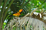 Tropfentrupial, CAYAYA BIRDING Touren in Los Tarrales