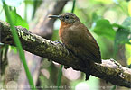 Rostkehl-Laubwender, CAYAYA BIRDING Touren in Los Tarrales