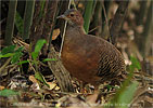 Buschtinamu, CAYAYA BIRDING Touren in Los Tarrales