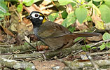 Weißohr-Grundammer, CAYAYA BIRDING Touren in Los Tarrales