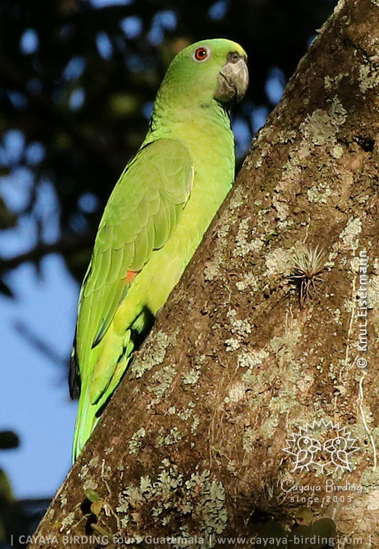 Gelbnackenamazone, CAYAYA BIRDING entspannte Vulkan - Mangroven - Tour in Guatemala