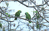 Gelbnackenamazone, CAYAYA BIRDING Touren in Los Tarrales