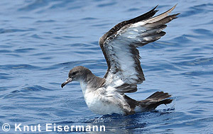 Pink-footed Shearwater