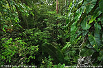 Pflanzenwelt im Regenwald von Tijax
