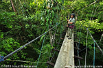 Hängebrücke im Regenwald von Tijax