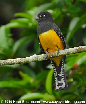 Gartered Trogon