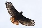 Rotschwanzbussard