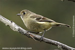 Huttonvireo