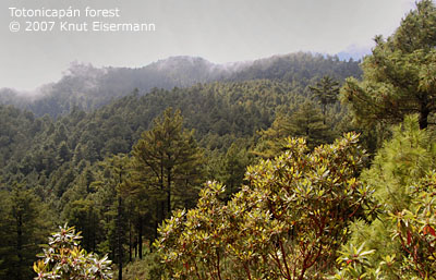 coniferous forest