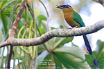 Diademmotmot, von Kevin Bartlett