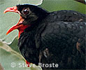 Schluchtenguan Männchen, CAYAYA BIRDING Tour