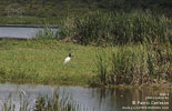 Jabiru, von Patric Carlsson