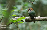 Zwergmotmot, von Patric Carlsson