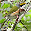 Brustbandvireo, von Lori Conrad