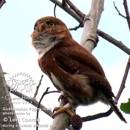 GUatemalazwergkauz, von Lori Conrad