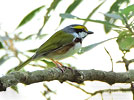 Brustbandvireo, von Pete Ferrera