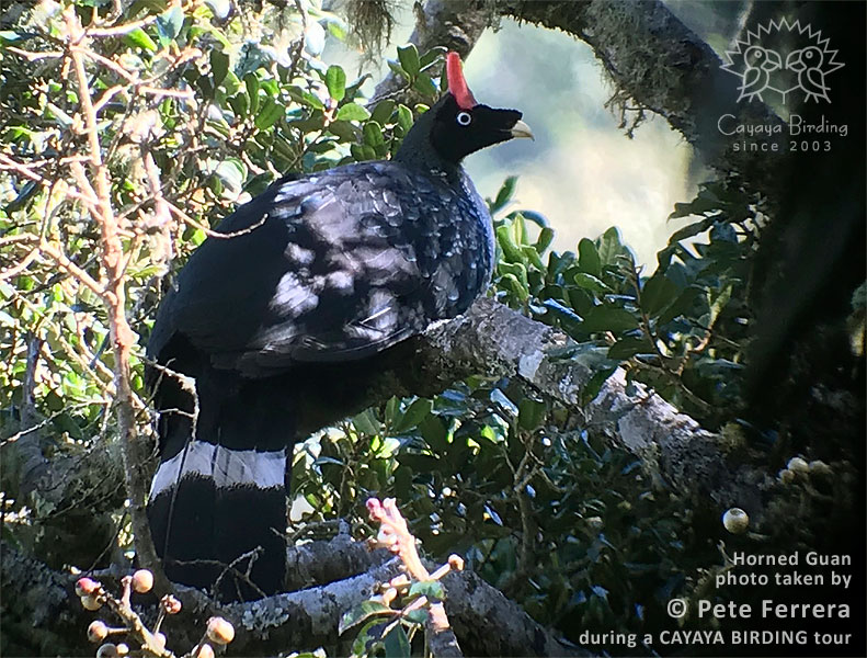 Horned Guan