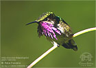 Wine-throated Hummingbird, von Pete Ferrera