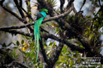 Quetzal, von Mikael Käll