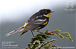 Schwarznacken-Waldsänger in Guatemala