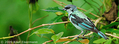 birding tour Guatemala