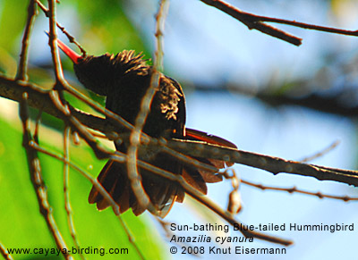 Blue-tailed Hummingbird