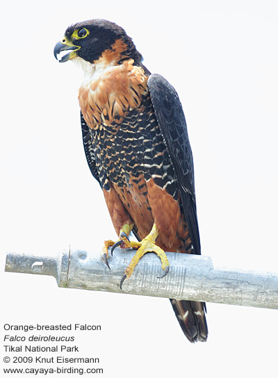 Orange-breasted Falcon