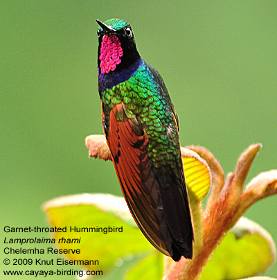 Garnet-throated Hummingbird