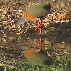 Gray-necked Wood-Rail