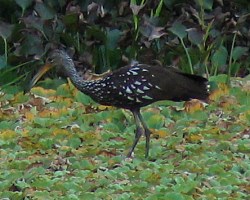 Limpkin