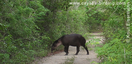 Baird-Tapir