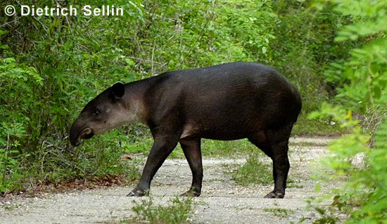 Baird-Tapir