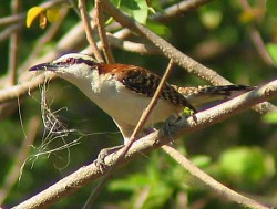 Rufous-naped Wren