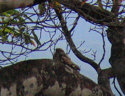 Lesser Nighthawk