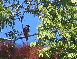 Orange-breasted Falcon