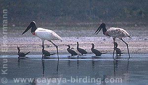 Jabiru and Neotropical Cormorant