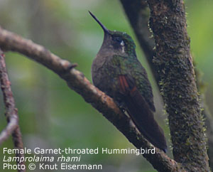 Garnet-throated Hummingbird