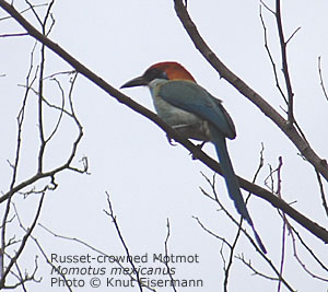 Russet-crowned Motmot