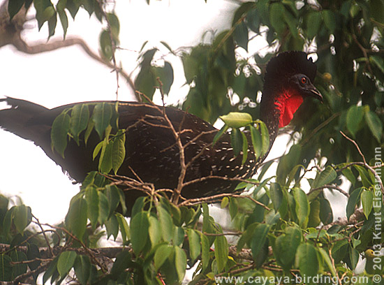 Crested Guan