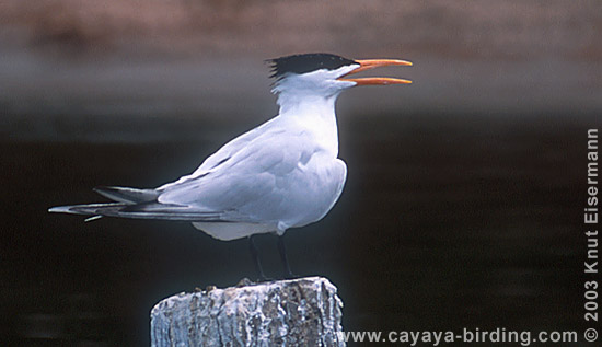 Royal Tern